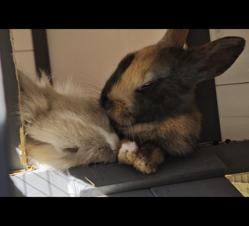 Lilli und Lotti, unsere Hasenkinder